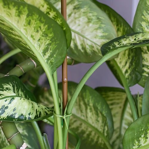 Bambusz hatású, bevonatos acél növénykaró, 150 cm x 11mm - 4