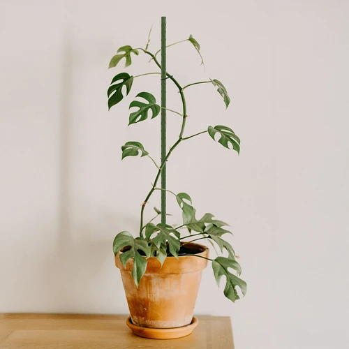 Bioogród kerti támaszpálcák – bevonatos acél, 0,9 m, fi 8 mm, 10 db - 4