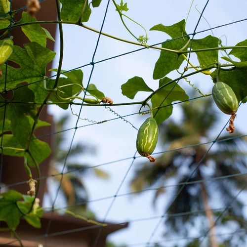 Háló kúszónövényekhez, 1,8 x 5 m - 6
