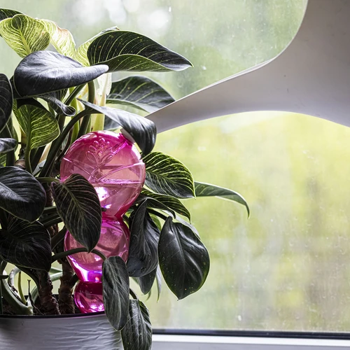 Háromkamrás (tripla) öntözőgömb, átlátszó rózsaszín, 600 ml - 6