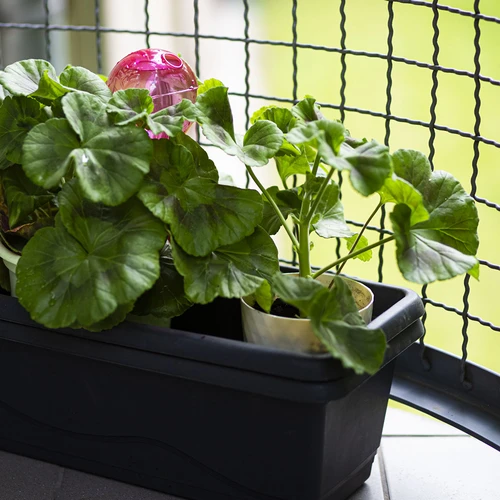 Háromkamrás (tripla) öntözőgömb, átlátszó rózsaszín, 600 ml - 9