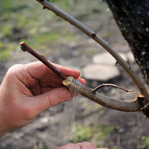 Kertészeti oltószalag, átlátszó,100 m x 3 cm - 4