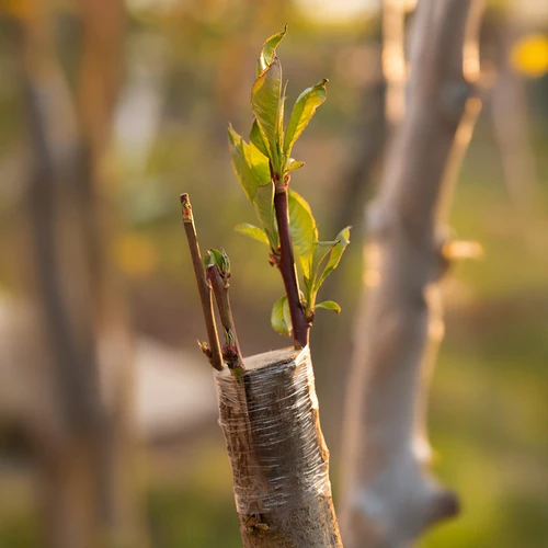 Kertészeti oltószalag, átlátszó,100 m x 3 cm - 5