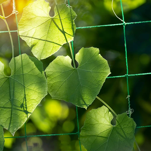 Kúszónövény-háló, 1,8 x 2,7m - 6