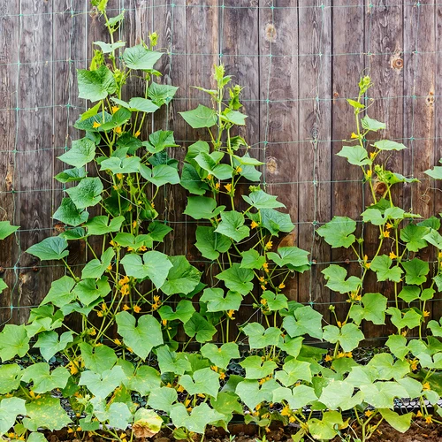 Kúszónövény-háló: 2 x 20m - 5