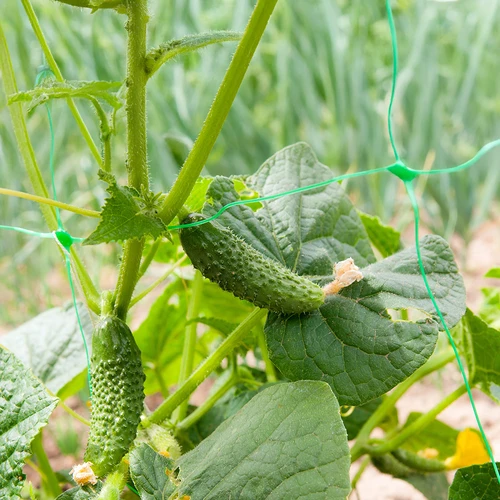 Kúszónövény-háló: 2 x 20m - 6