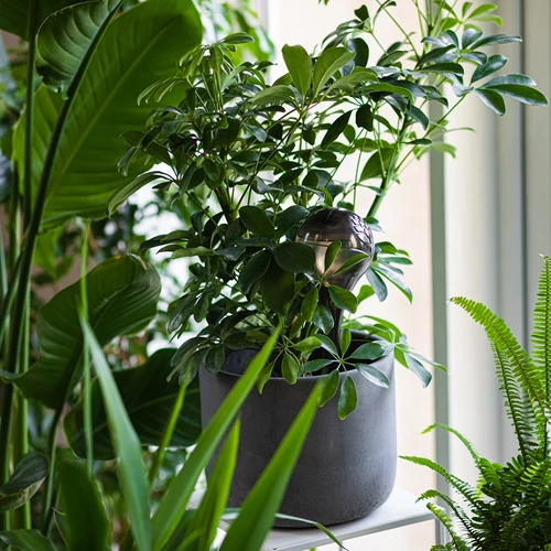 Növényekhez való öntözőgömbök, átlátszó fekete, 400 ml, 4 db. - 9