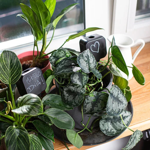 Növényöntöző – fekete táblácska, 200 ml - 10