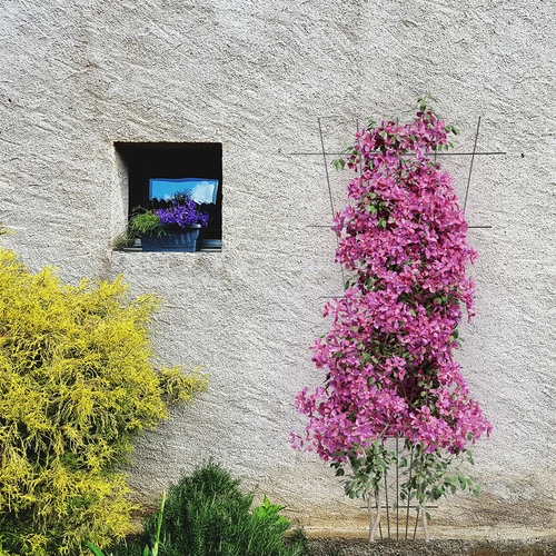 Növénytámasz - szűkülő kerti futtatórács 150 x 75cm - 4