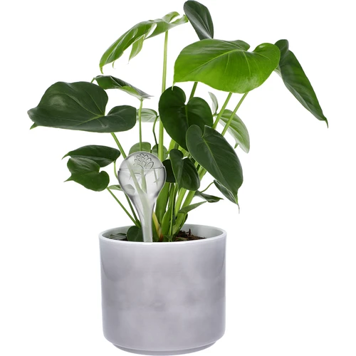 Öntözőgömbök növényekhez, átlátszó, 400 ml, 2 db - 7