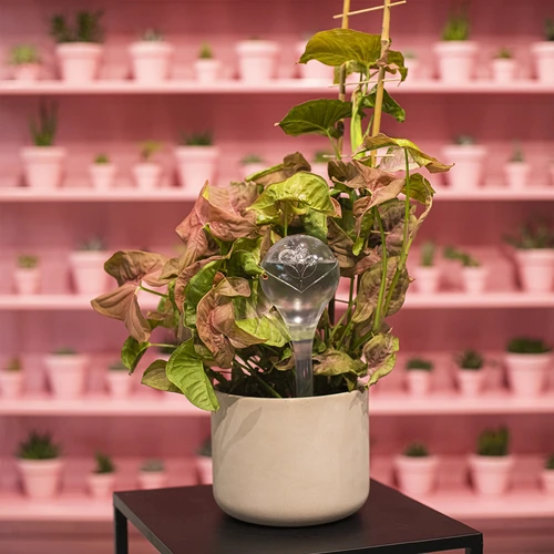 Öntözőgömbök növényekhez, átlátszó, 400 ml, 2 db - 13