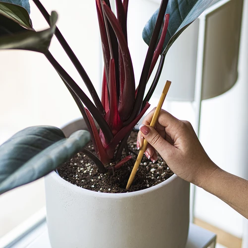 Öntözőgömbök növényekhez, áttetsző zöld, 400 ml, 2 db. - 8