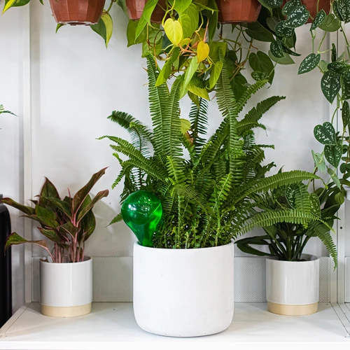 Öntözőgömbök növényekhez, áttetsző zöld, 400 ml, 2 db. - 12