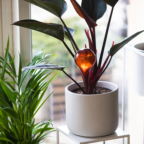 Öntözőgömbök növényekhez, borostyánszínű, átlátszó, 400 ml, 2 db - 9