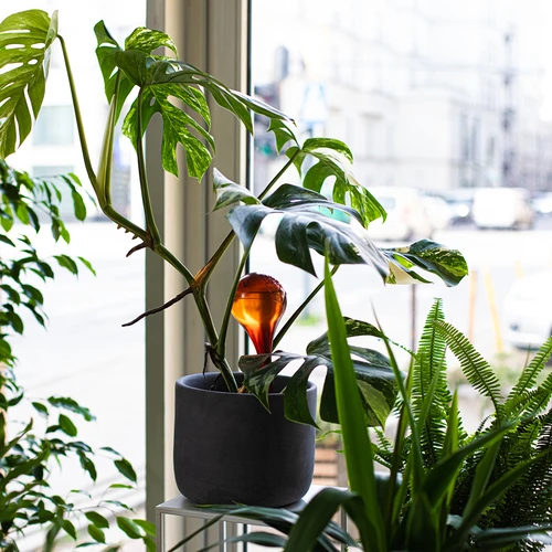 Öntözőgömbök növényekhez, borostyánszínű, átlátszó, 400 ml, 2 db - 11