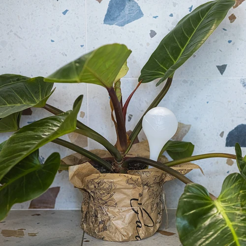 Öntözőgömbök növényekhez, fehér félátlátszó, 400 ml, 4 db - 9