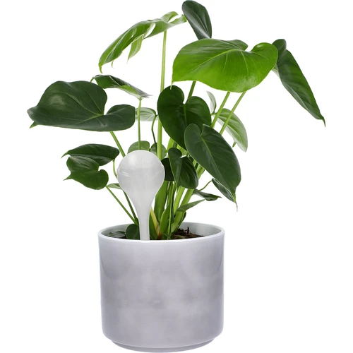 Öntözőgömbök növényekhez, fehér félátlátszó, 400 ml, 4 db - 6