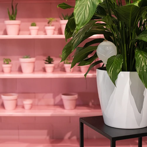 Öntözőgömbök növényekhez, fehér, félig áttetsző, dugóval, 400 ml, 4 db - 12