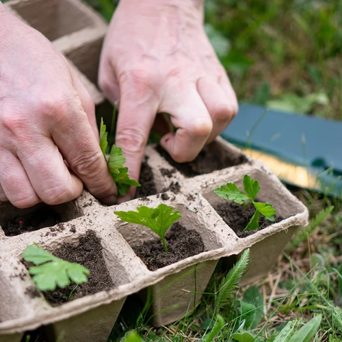 Papírcserepek 6 x 6 x 6, 5 darabos készlet - 6