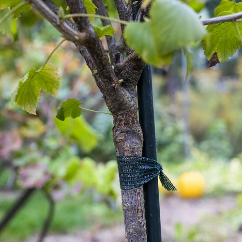 PE növénykötöző szalag 3 cm x 50 m - 3