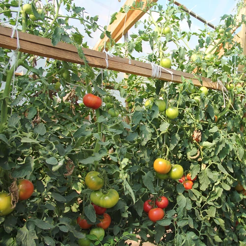 Polipropilén zsineg 1 mm/65 m/50 g - 7