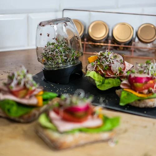 Twist-off csíráztató üveg retekmagokkal - 11