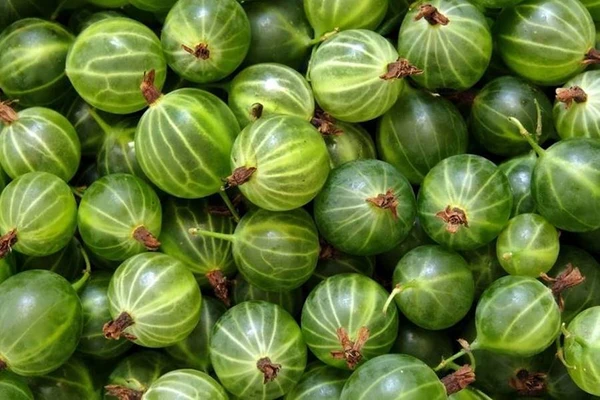 Egreslikőr - egresből készült likőr