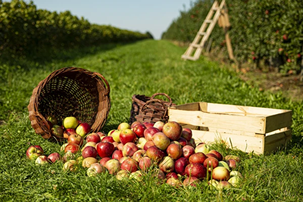 Házi cider