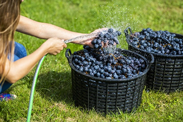 Hogyan készíts bort lépésről lépésre?