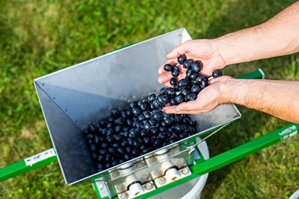 Hogyan készíts bort lépésről lépésre?