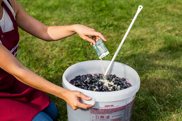 Hogyan készíts bort lépésről lépésre?