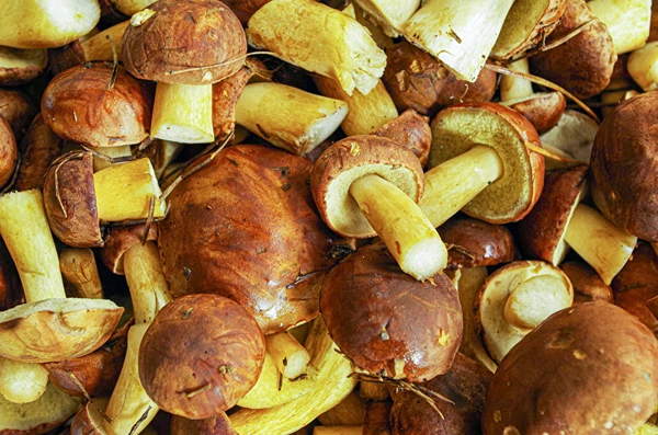 Savanyított tinóruk