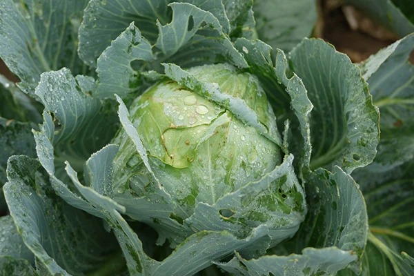 Savanyú káposzta Sylwia asszony receptje szerint