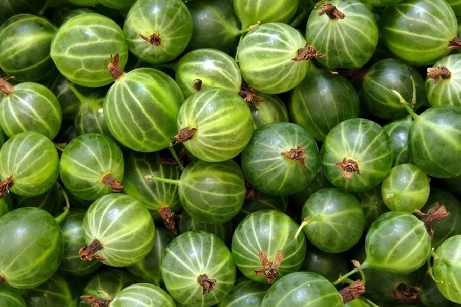 Browin Przepiśnik - Egreslikőr - egresből készült likőr