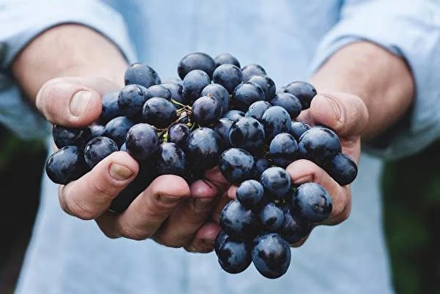 Browin Przepiśnik - Házi Grappa