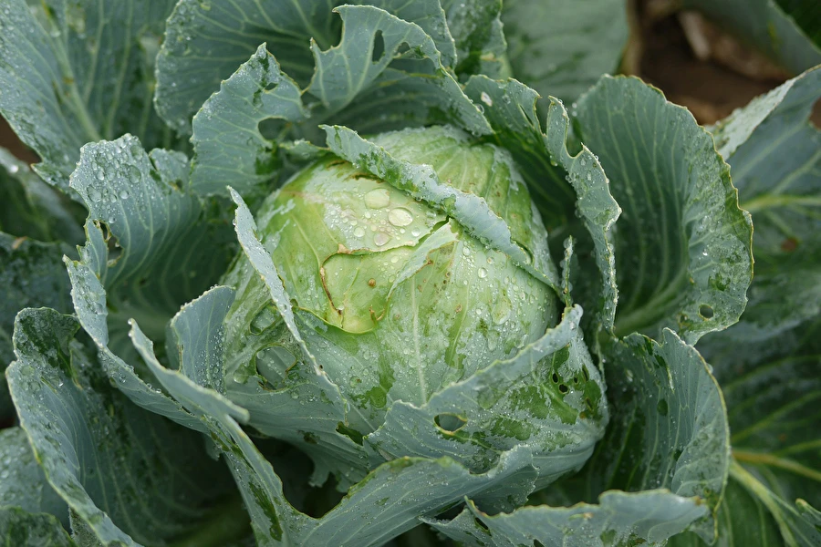 Browin Przepiśnik - Savanyú káposzta Sylwia asszony receptje szerint